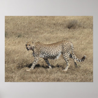 Cheetah 20x15" poster