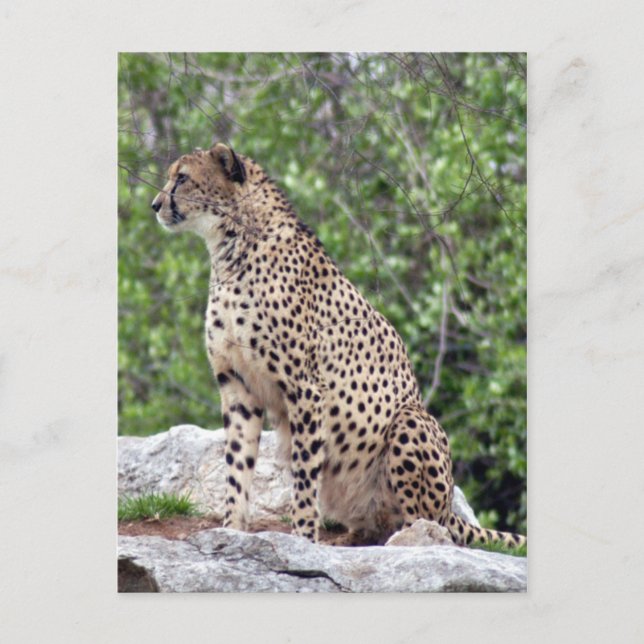 Cheetah 4x6 Postcard (Front)
