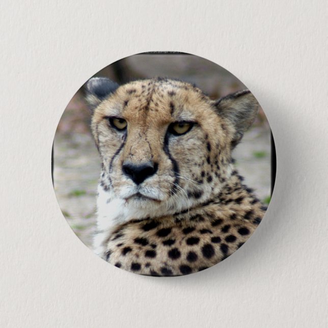 Cheetah-8934e-Bfram 6 Cm Round Badge (Front)