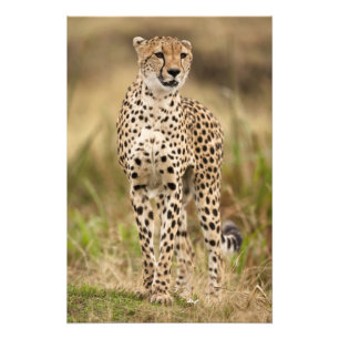 Cheetah, Acinonyx jubatus, in the Masai Mara Photo Print