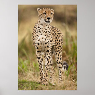 Cheetah, Acinonyx jubatus, in the Masai Mara Poster
