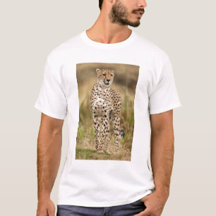 Cheetah, Acinonyx jubatus, in the Masai Mara T-Shirt