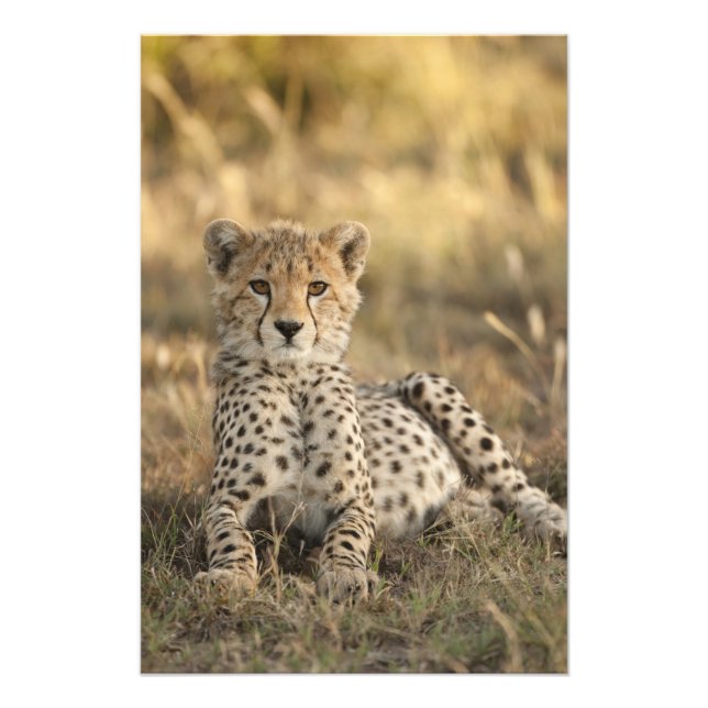Cheetah, Acinonyx jubatus Photo Print (Front)