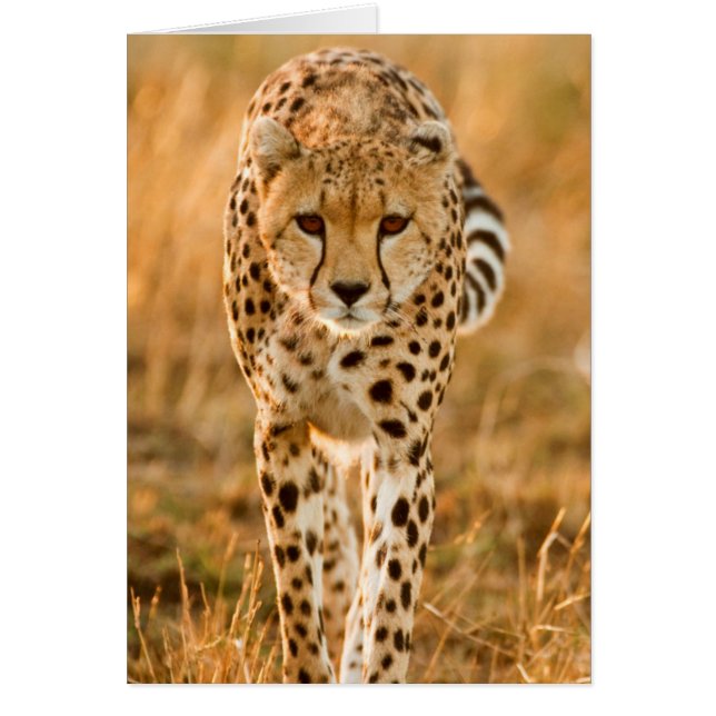 Cheetah (Acinonyx Jubatus) Portrait, Maasai (Front)
