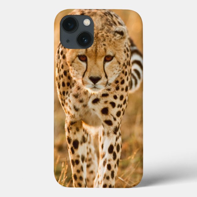 Cheetah (Acinonyx Jubatus) Portrait, Maasai Case-Mate iPhone Case (Back)