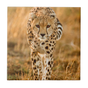 Cheetah (Acinonyx Jubatus) Portrait, Maasai Ceramic Tile