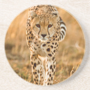 Cheetah (Acinonyx Jubatus) Portrait, Maasai Coaster