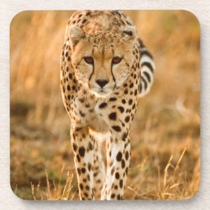 Cheetah (Acinonyx Jubatus) Portrait, Maasai Coaster