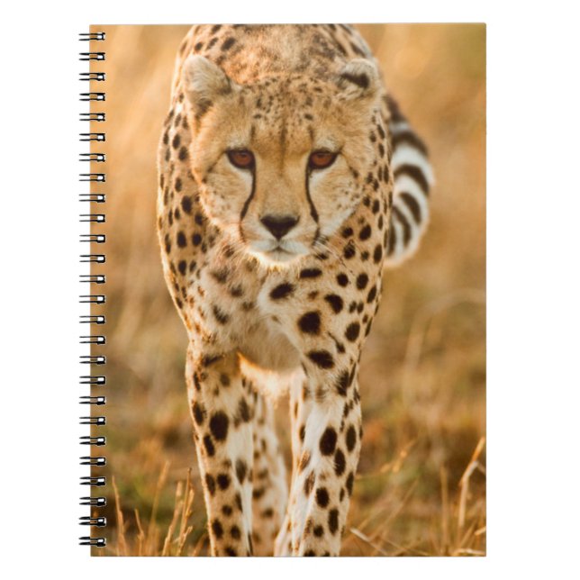 Cheetah (Acinonyx Jubatus) Portrait, Maasai Notebook (Front)
