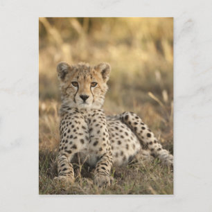 Cheetah, Acinonyx jubatus Postcard