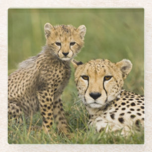 Cheetah, Acinonyx jubatus, with Cub Glass Coaster