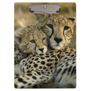 Cheetah, Acinonyx jubatus, with cub in the Masai 2 Clipboard