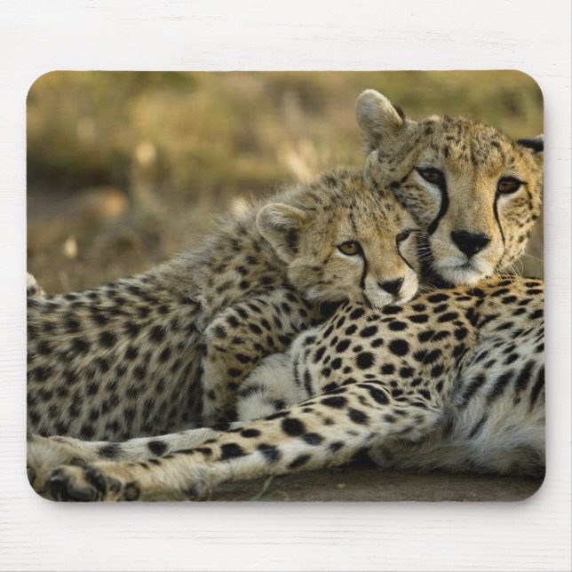 Cheetah, Acinonyx jubatus, with cub in the Masai 2 Mouse Pad (Front)