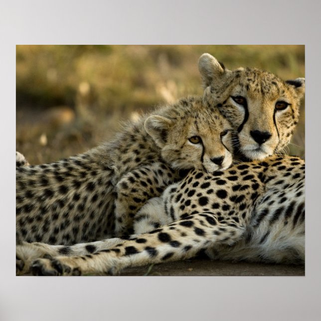 Cheetah, Acinonyx jubatus, with cub in the Masai 2 Poster (Front)
