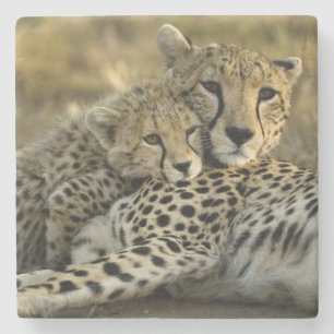 Cheetah, Acinonyx jubatus, with cub in the Masai 2 Stone Coaster