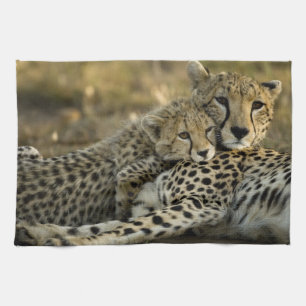 Cheetah, Acinonyx jubatus, with cub in the Masai 2 Tea Towel