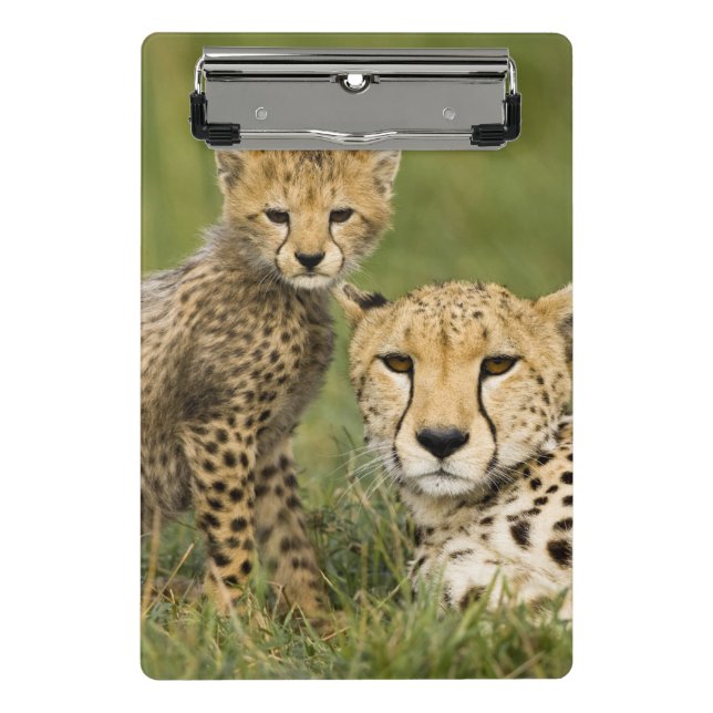 Cheetah, Acinonyx jubatus, with Cub Mini Clipboard (Front)