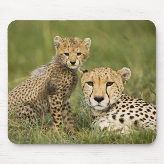 Cheetah, Acinonyx jubatus, with Cub Mouse Pad (Front)