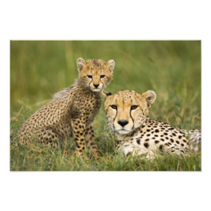 Cheetah, Acinonyx jubatus, with Cub Photo Print