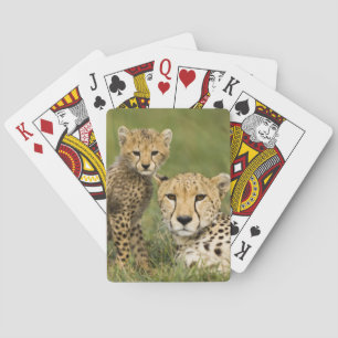 Cheetah, Acinonyx jubatus, with Cub Playing Cards