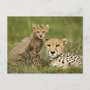 Cheetah, Acinonyx jubatus, with Cub Postcard