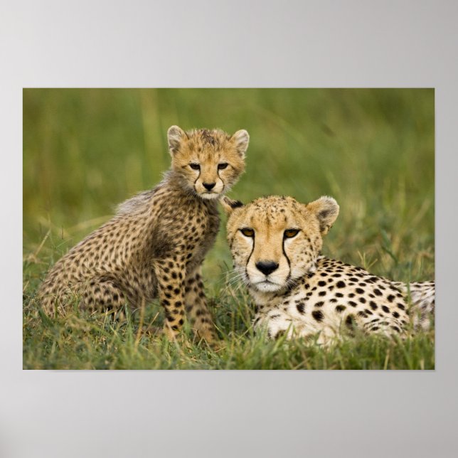 Cheetah, Acinonyx jubatus, with Cub Poster (Front)