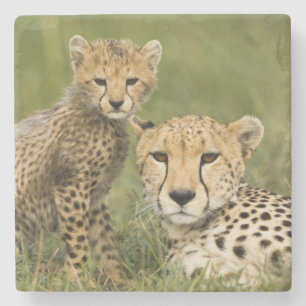 Cheetah, Acinonyx jubatus, with Cub Stone Coaster