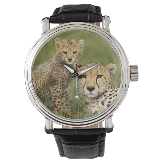 Cheetah, Acinonyx jubatus, with Cub Watch (Front)