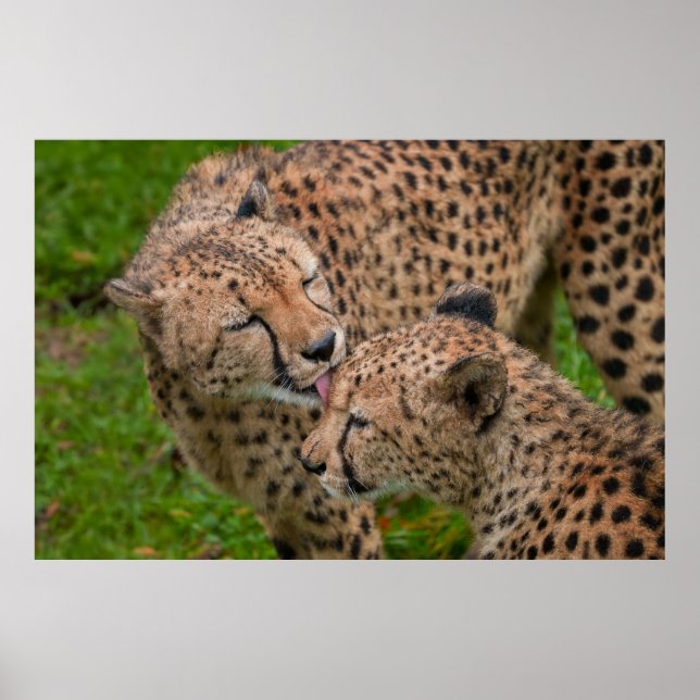 Cheetah Affection Touching Displays of Love Poster (Front)