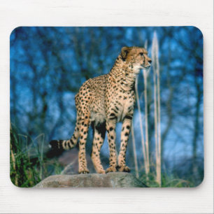 Cheetah animal mouse pad