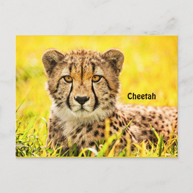 Cheetah, animal of the cat family postcard (Front)