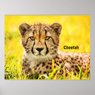 Cheetah, animal of the cat family poster