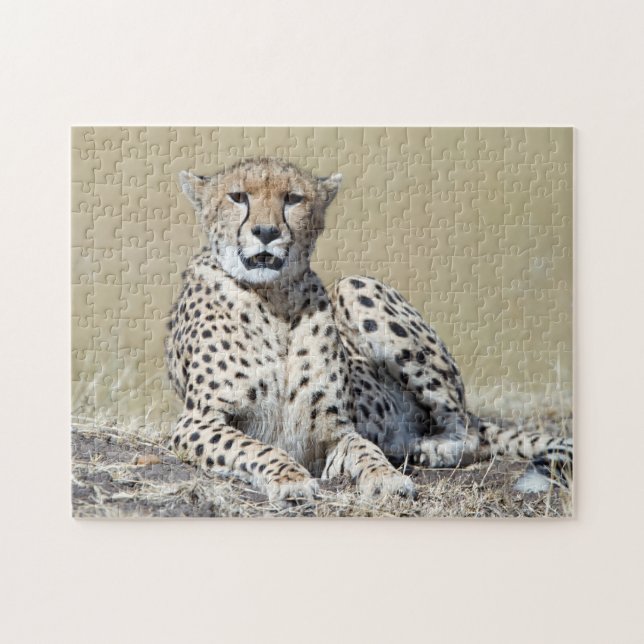 Cheetah at the Masai Mara in Kenya photo Jigsaw Puzzle (Horizontal)