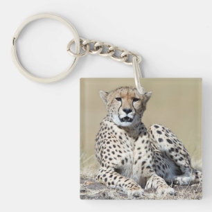 Cheetah at the Masai Mara in Kenya photo Key Ring