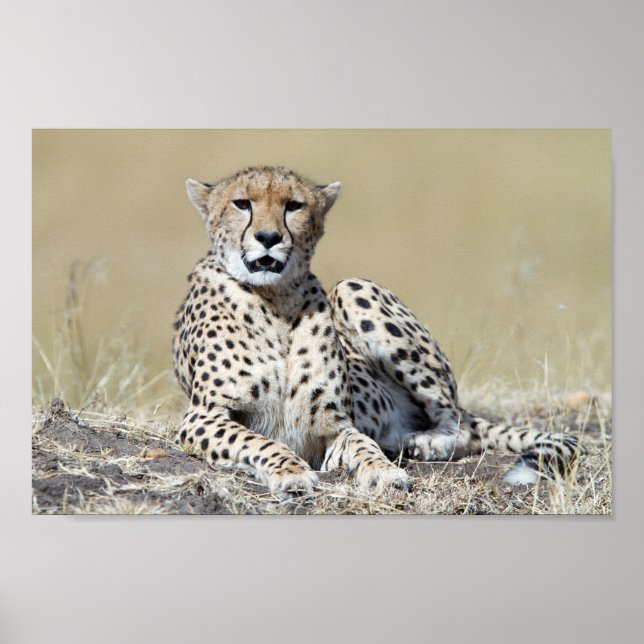 Cheetah at the Masai Mara in Kenya photo Poster (Front)