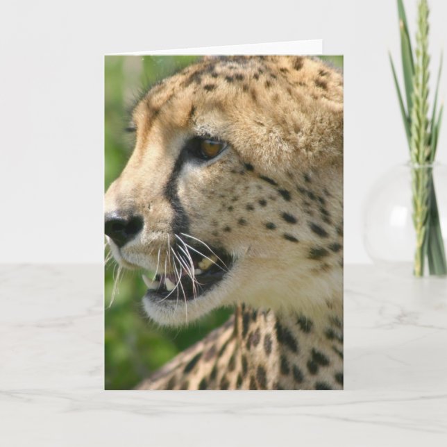 Cheetah Attack Greeting Card (Front)