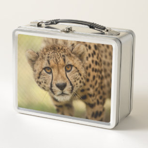 Cheetah - Big Cat Metal Lunch Box