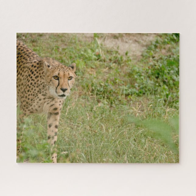Cheetah Big Cats. Jigsaw Puzzle (Horizontal)