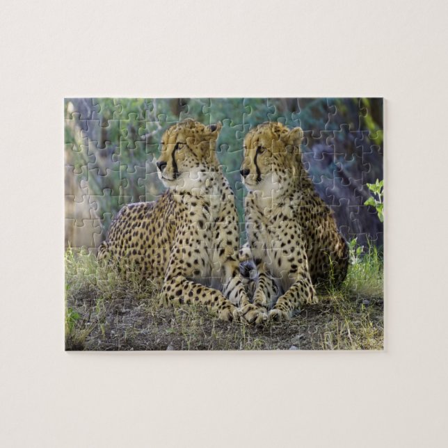 cheetah Big Cats. Jigsaw Puzzle (Horizontal)