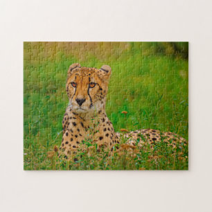 Cheetah Big Cats. Jigsaw Puzzle