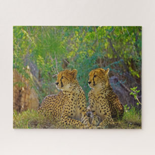 Cheetah Big Cats. Jigsaw Puzzle