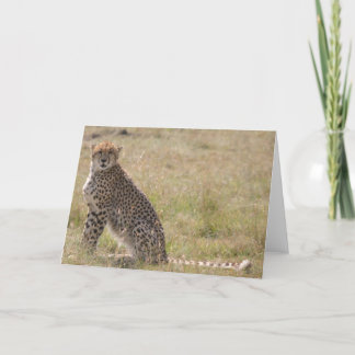 Cheetah Card