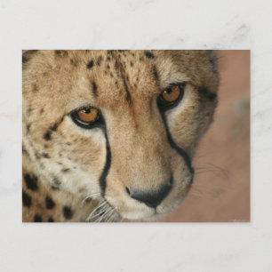 Cheetah Cat Postcard