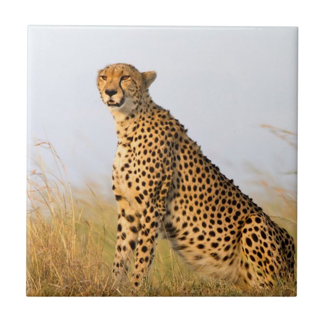 Cheetah Ceramic Tile (Front)