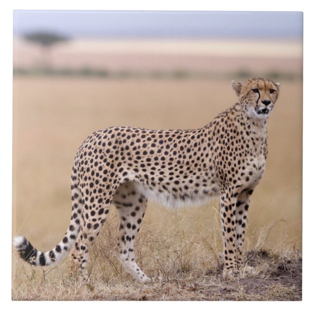 Cheetah Ceramic Tile (Front)