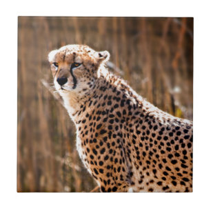 Cheetah Ceramic Tile
