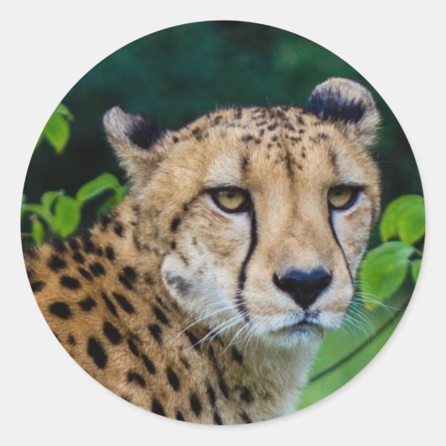 Cheetah Classic Round Sticker (Front)