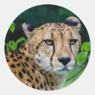Cheetah Classic Round Sticker