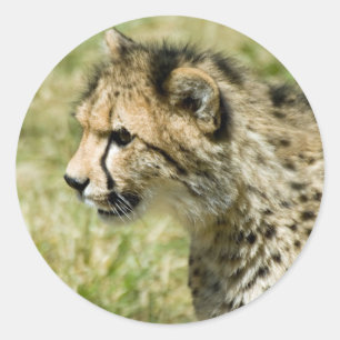 Cheetah Classic Round Sticker