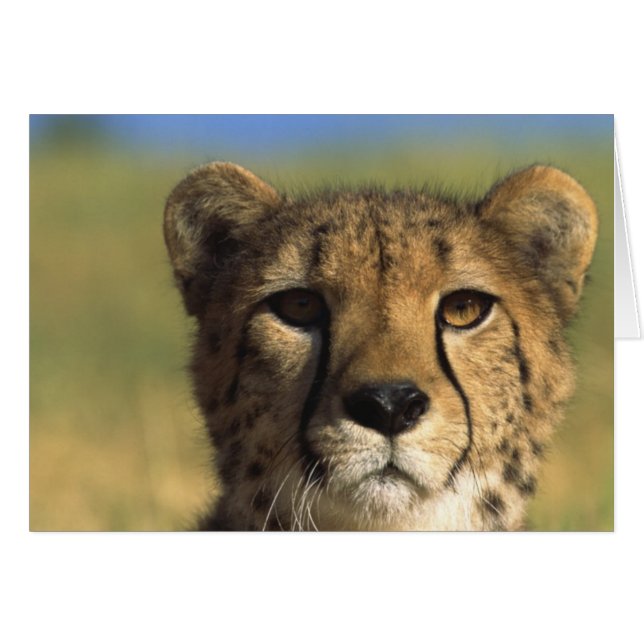 Cheetah Close-Up (Front Horizontal)